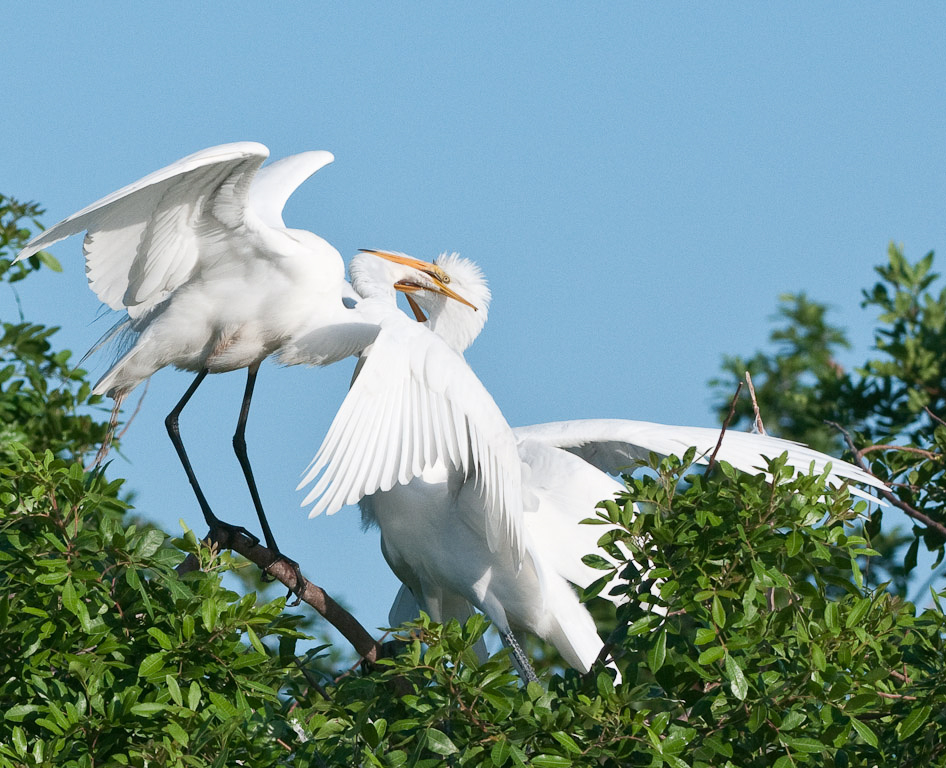 Amorous Egrets