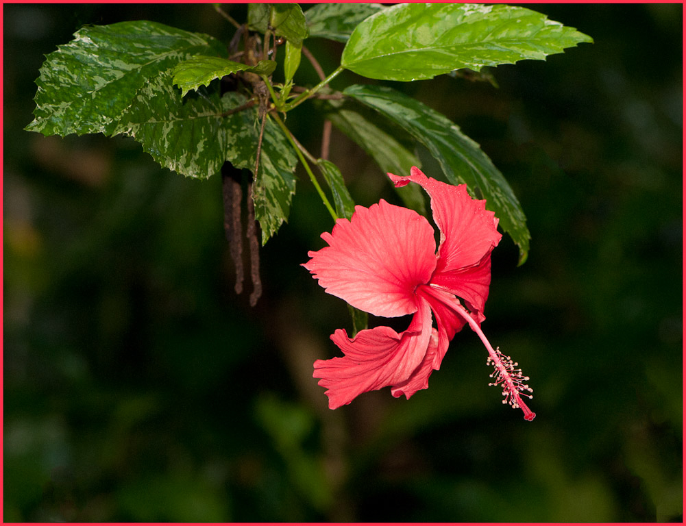 Costa Rican Tropical Hibiscus