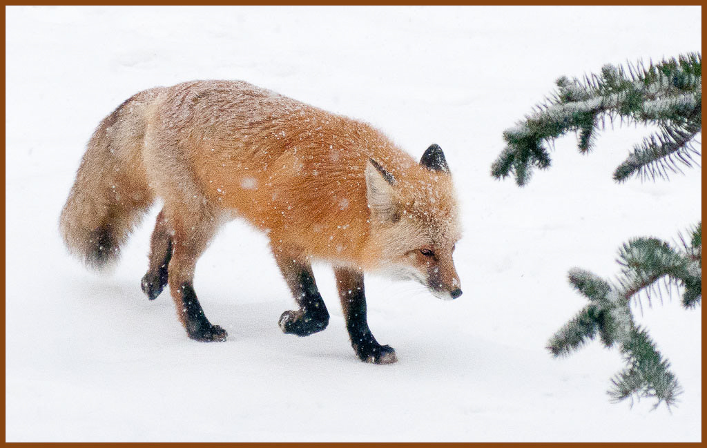 Friendly Colorado Red Foc