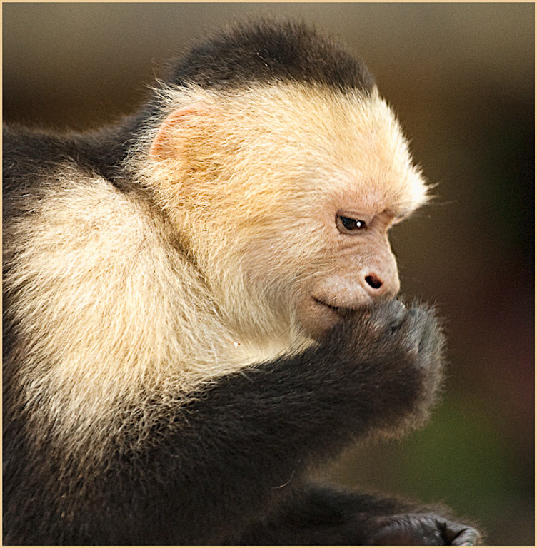 Howler Monkey-Honduras
