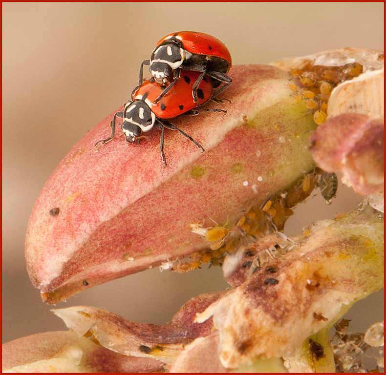 Ladybugs in Love