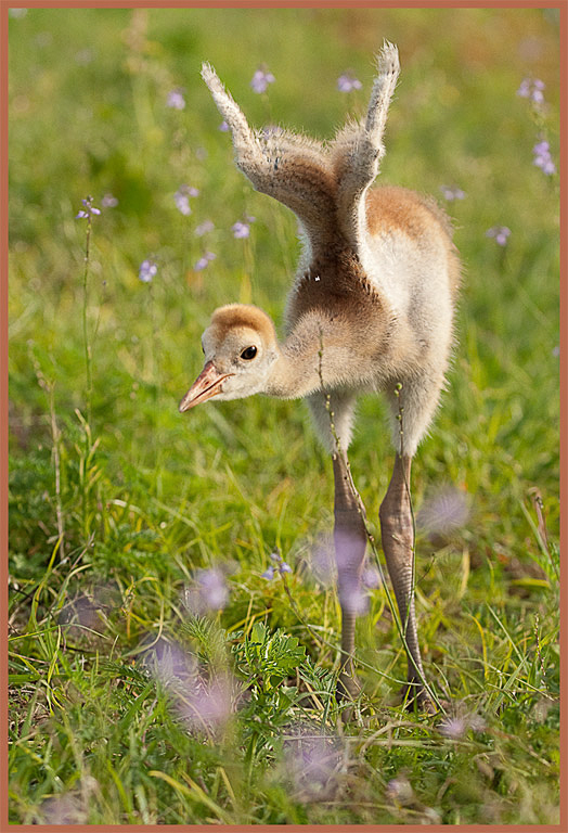 Playful Sandhills Chick