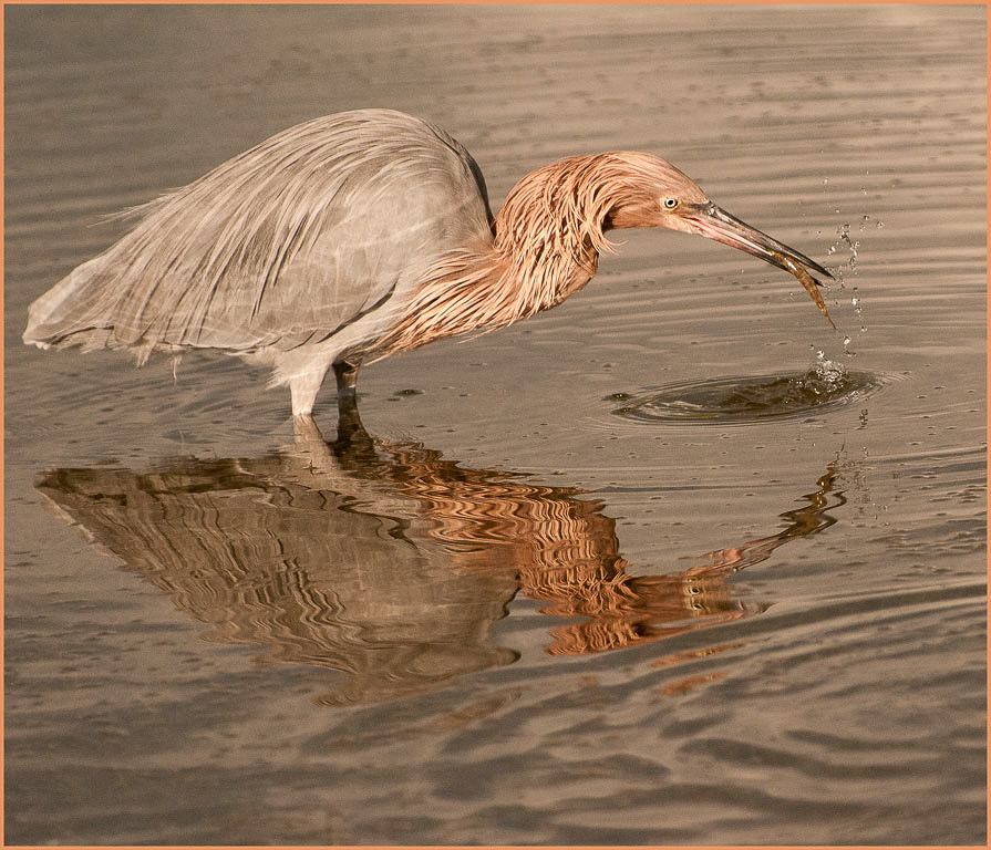 Reddish Egret with Shrimp
