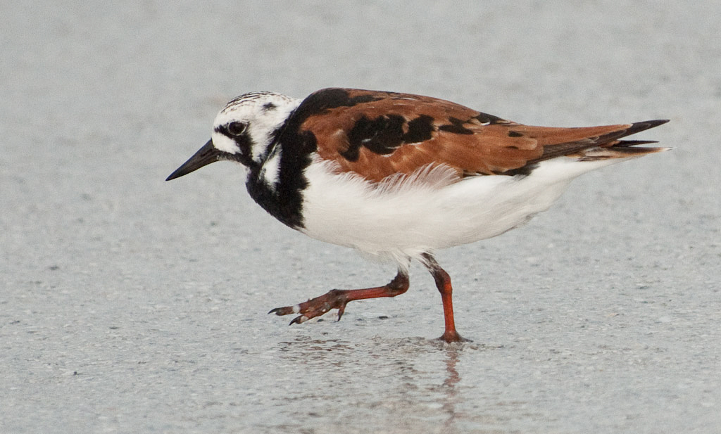 Ruddy Turnstone-Ft Desoto