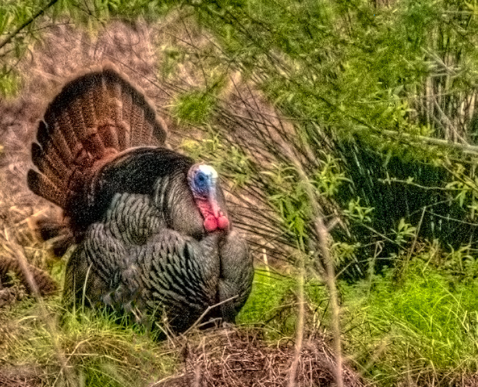 Tom Turkey-HDR