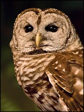 Owl
