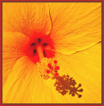 Shadow in Hibiscus