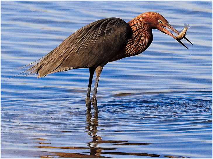 Reddish-Egret-With-Fish