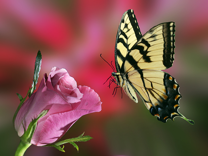 Swallowtail on Rose