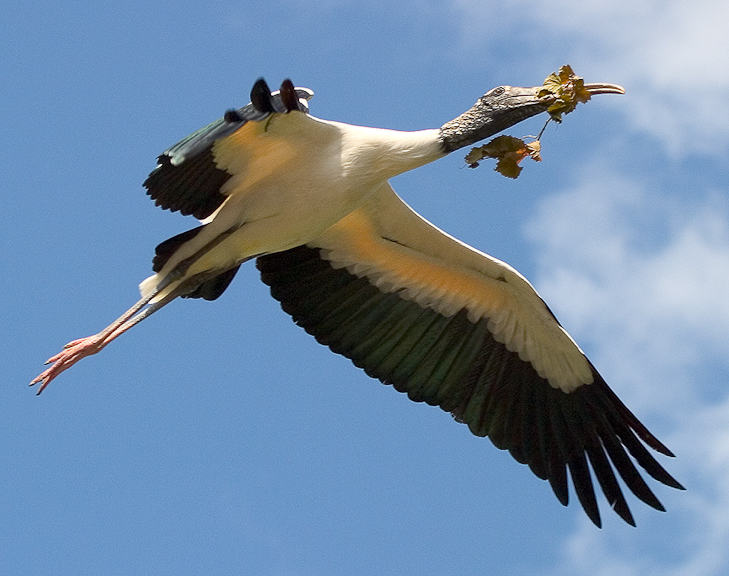 Woodstork with Twig