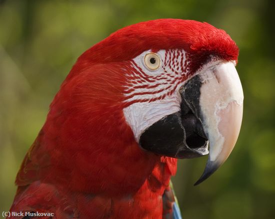 Missing Image: i_0005.jpg - Parrot Portrait