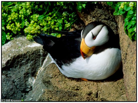 Missing Image: i_0006.jpg - Alaskan Puffin