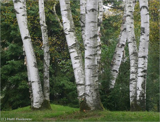 Missing Image: i_0009.jpg - Birch Trees