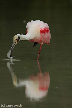 Missing Image: i_0015.jpg - Roseatte Spoonbill