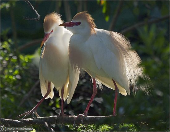 Missing Image: i_0019.jpg - Cattle Egret Pair