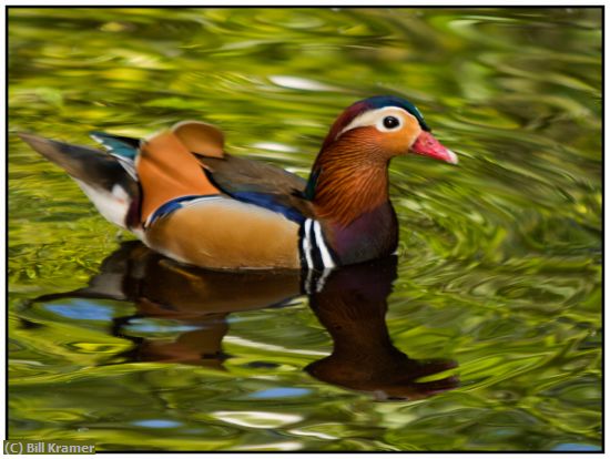 Missing Image: i_0045.jpg - Mandarin Duck