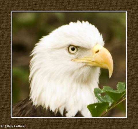 Missing Image: i_0016.jpg - Florida Eagle