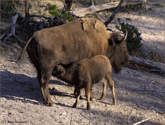 Missing Image: i_0030.jpg - Bison and calf