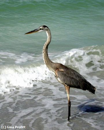 Missing Image: i_0032.jpg - Madeira Beach Resident