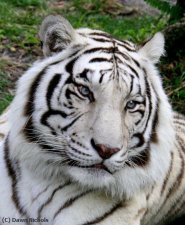 Missing Image: i_0035.jpg - White Bengal Tiger