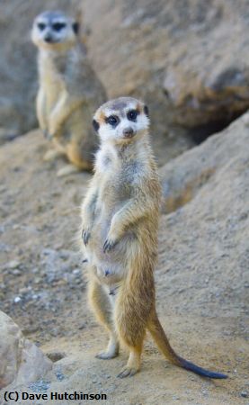 Missing Image: i_0038.jpg - Meerkats