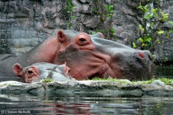 Missing Image: i_0043.jpg - Hippos