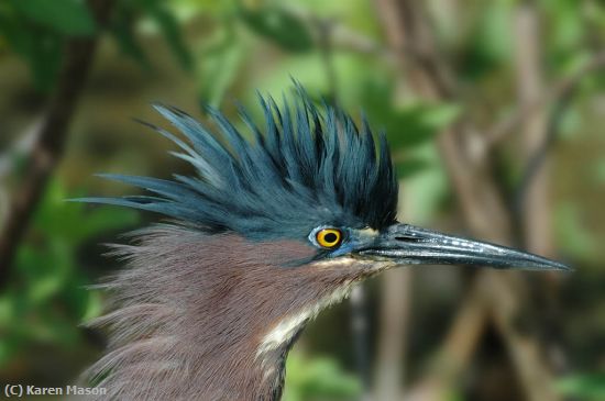 Missing Image: i_0008.jpg - Green heron