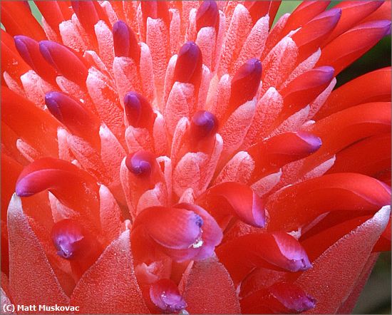 Missing Image: i_0024.jpg - Bromiliad Closeup