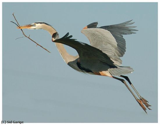 Missing Image: i_0025.jpg - Great Blue Heron