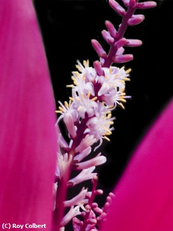 Missing Image: i_0026.jpg - Stamen With Magenta Foreground