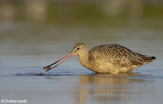 Missing Image: i_0004.jpg - Marbled Godwit Feeding