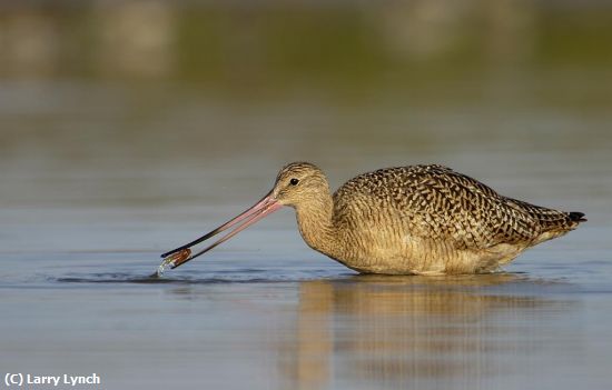 Missing Image: i_0004.jpg - Marbled Godwit Feeding