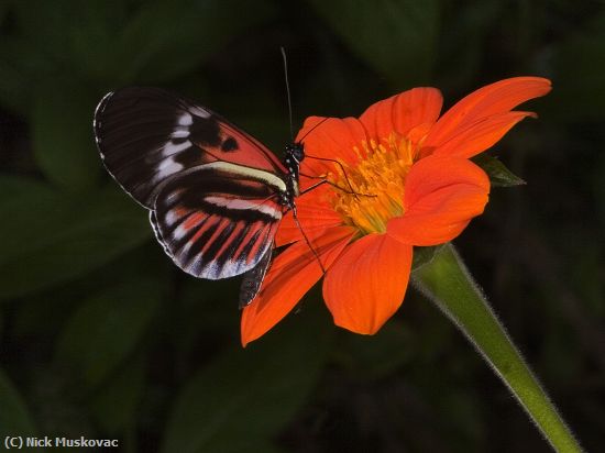 Missing Image: i_0018.jpg - Madiera Butterfly