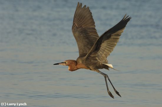 Missing Image: i_0007.jpg - Red Egret in Flight