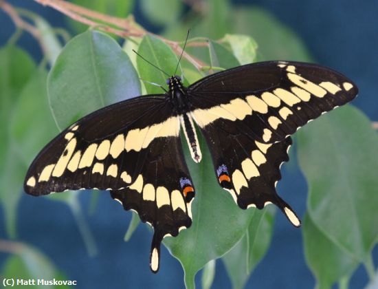 Missing Image: i_0011.jpg - Giant Swallowtail