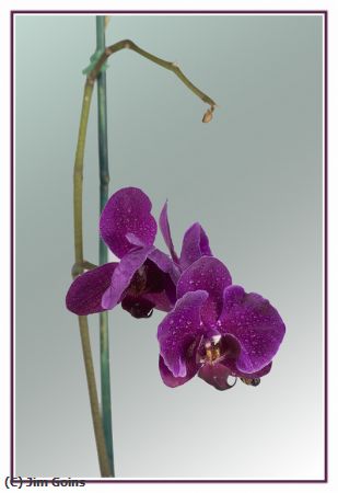 Missing Image: i_0015.jpg - Orchid