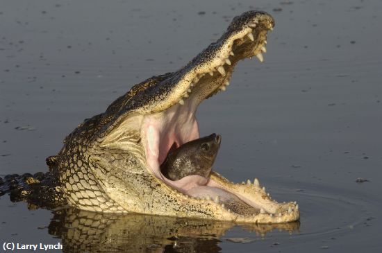 Missing Image: i_0023.jpg - Gator with Fish-Non-Captive-