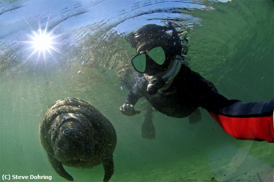 Missing Image: i_0042.jpg - Self-Portrait with manatee