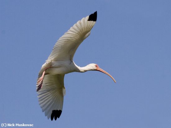 Missing Image: i_0009.jpg - Ibus in Flight