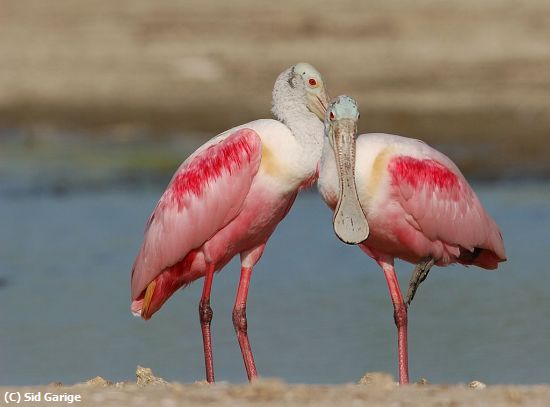 Missing Image: i_0020.jpg - RoseateSpoonbills