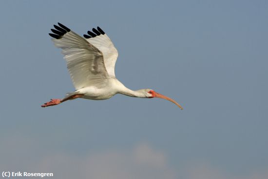 Missing Image: i_0021.jpg - Ibis on the wing