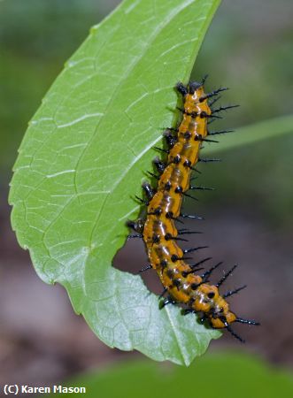 Missing Image: i_0026.jpg - gulf caterpillar