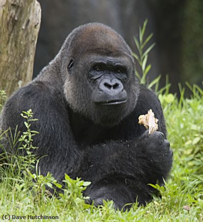 Missing Image: i_0027.jpg - Gorilla