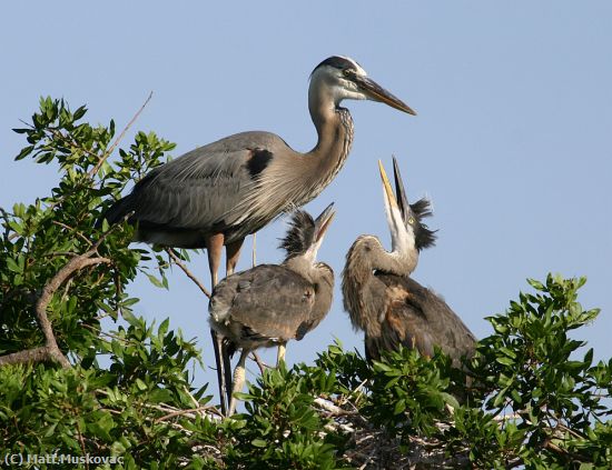 Missing Image: i_0029.jpg - Great Blue with Chicks