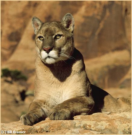 Missing Image: i_0031.jpg - Cougar