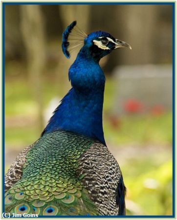 Missing Image: i_0033.jpg - Peacock-5