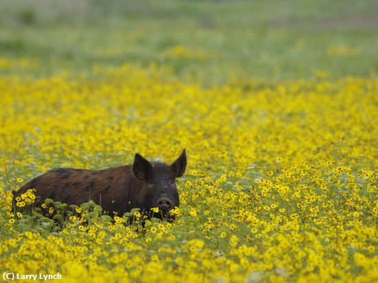 Missing Image: i_0046.jpg - Spring is in the Air