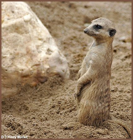 Missing Image: i_0003.jpg - Meercat