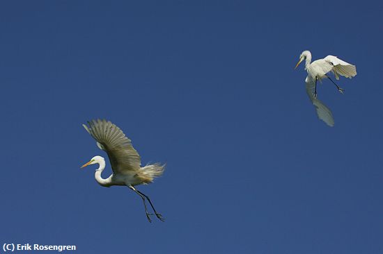 Missing Image: i_0006.jpg - Aerial Ballet