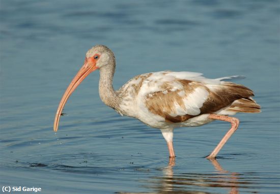 Missing Image: i_0019.jpg - Ibis